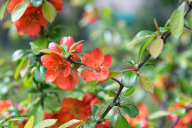 Japon ayva çiçekleri Chaenomeles ve bahar bahçesi