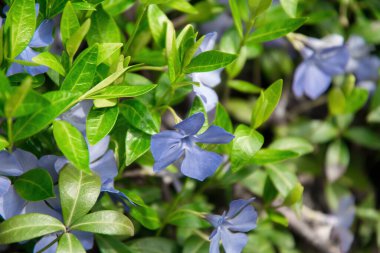 Menekşe renginde mavi çiçekler