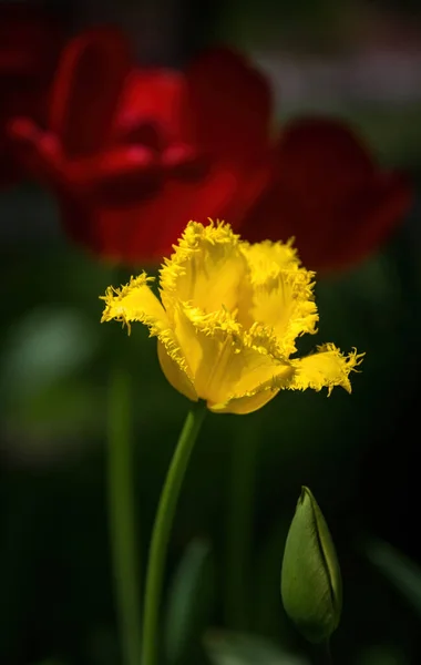 Bright Red Yellow Tulip Buds Fresh Green Leaves — Stock Photo, Image