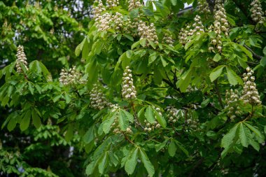 Çiçekli bahar kestanesi ağacı. Beyaz narin çiçekler