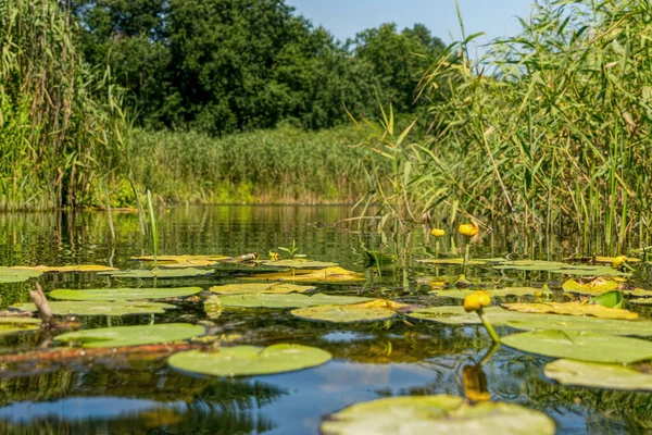 Water Lilies Surface Water — Stock Photo, Image