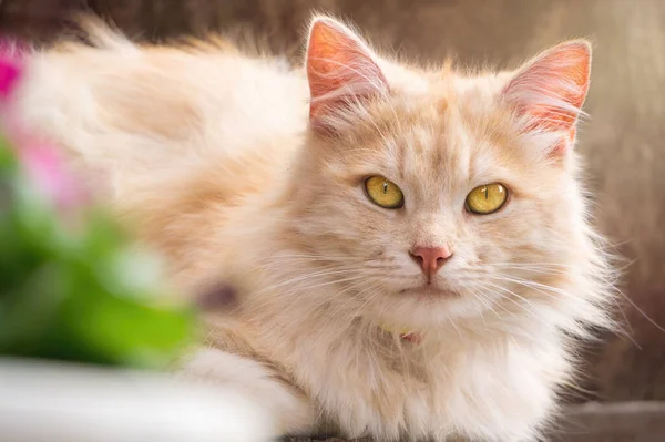 Ginger fluffy cat and summer garden