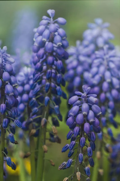 Bloeiende Lentetuin Verse Blauwe Wilde Hyacinten — Stockfoto