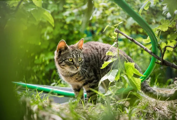 Kleine Tabby Kat Jacht Tuin — Stockfoto