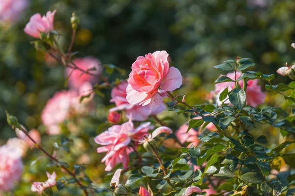 Chá Inglês Subiu Jardim — Fotografia de Stock