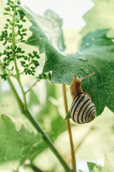 Escargot Jardin Feuilles Vigne Alameda Californie — Photo