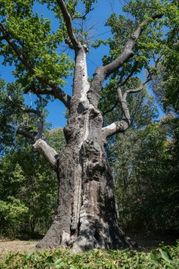 Ancient millennial oak tree in a forest clearing
