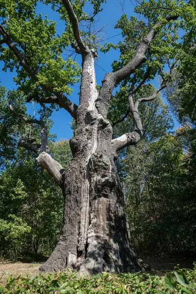 森林砍伐中的古老千年橡树 — 图库照片