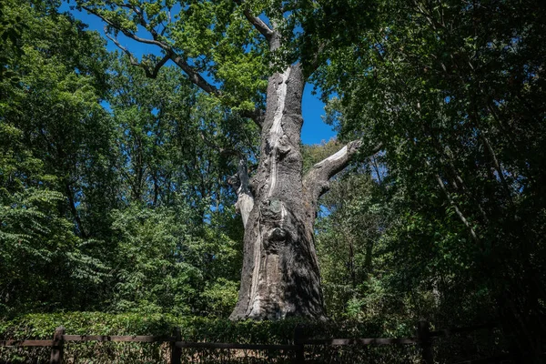 Ancient Millennial Oak Tree Forest Clearing — Fotografia de Stock