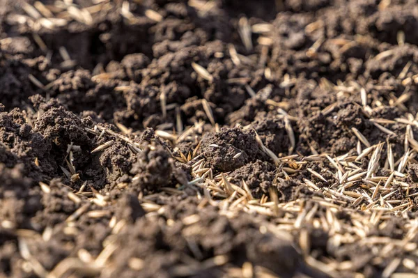 肥沃な土壌に播種された芝生の草の穀物 — ストック写真