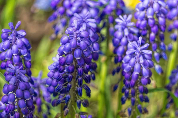 Jardín Floreciente Jacintos Silvestres Azules Frescos —  Fotos de Stock