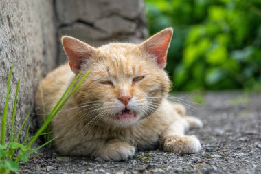 Yaralı ve üzgün kızıl sokak kedisi miyavlıyor.