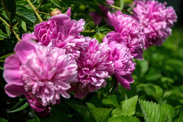 Voorjaar Roze Pioen Frisse Tedere Lentetuin — Stockfoto