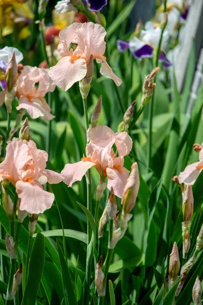 虹彩のピンクの春の花 — ストック写真