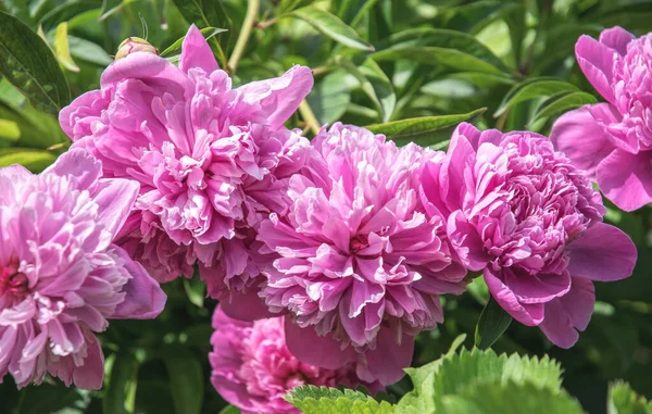 春のピンクの牡丹と新鮮な柔らかい春の庭 — ストック写真