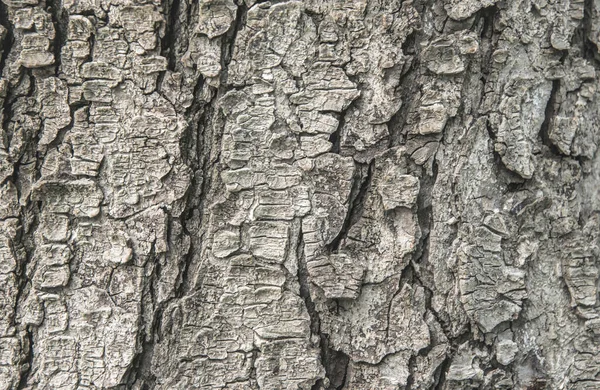 Corteza Árbol Áspera Agrietada Fondo Textura Natural —  Fotos de Stock