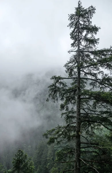 Clima Brumoso Las Montañas Viejos Pinos Rocas Neblina —  Fotos de Stock