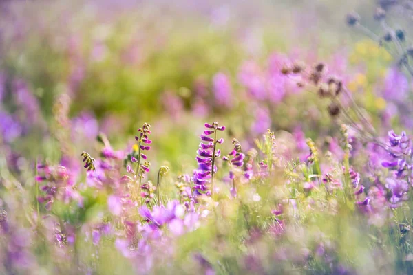 Púrpura Iminente Ervilhas Selvagens Campo Ensolarado — Fotografia de Stock