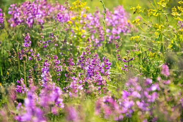 Paarse Doemende Wilde Erwten Een Zonnig Veld — Stockfoto