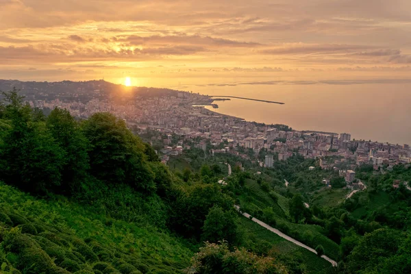 Akşam güneşinde çay çiftliği. Türkiye 'de Rize kenti