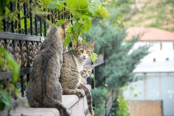 アンカラ通りのホームレスの猫の群れ — ストック写真