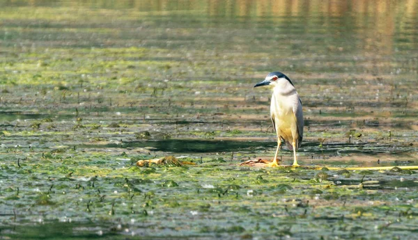 Bittern Entre Los Lagos Pantanosos Louisiana —  Fotos de Stock