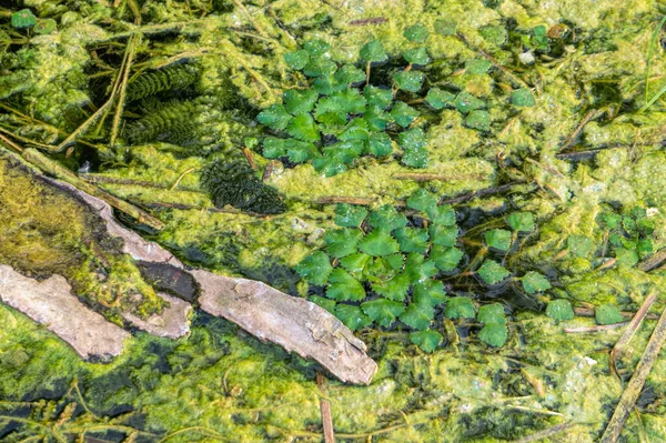 Ökologische Krise Sumpf Verschmutztes Flusswasser — Stockfoto