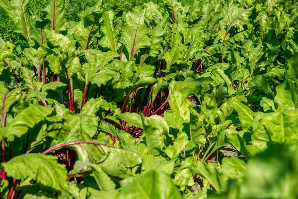 Legumes Folhosos Coloridos Acelga Beterraba — Fotografia de Stock