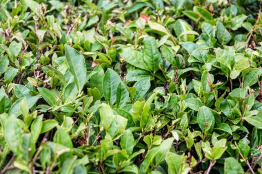 Yeşil çay ve çay tarlaları.