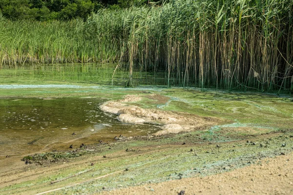 Crisis Ecológica Agua Río Contaminada Pantanosa — Foto de Stock