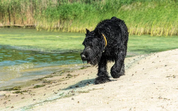 Gigantisk Schnauzer Som Leker Sandstranden – stockfoto