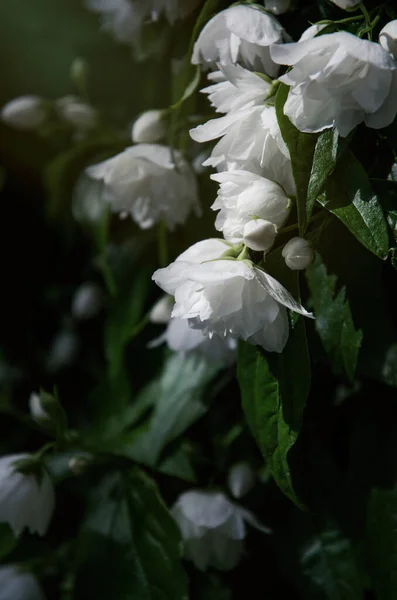 Vita Blommor Doftande Jasmin — Stockfoto