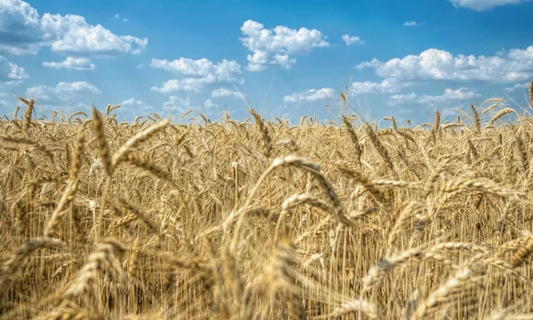 Droge Tarweoren Rijpen — Stockfoto