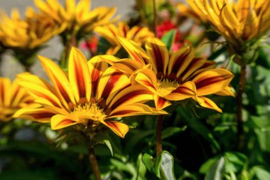 Gatsania çiçeğinin güzel yaprakları. Çiçek dokusu