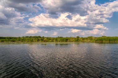 Louisiana, ABD 'deki bir nehrin bataklık kıyısındaki sazlıklar.
