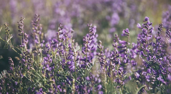 Lila Blühende Wilde Erbsen Auf Einem Sonnigen Feld — Stockfoto
