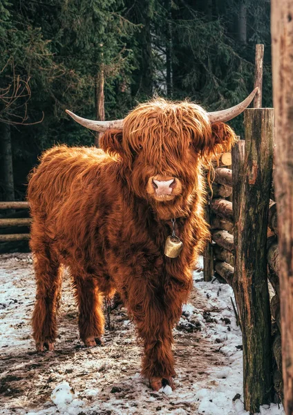 Vaca Escocesa Highland Curral Gado — Fotografia de Stock