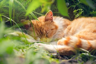 Uyuyan kızıl kedi ve yeşil bahçe