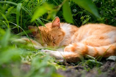 Uyuyan kızıl kedi ve yeşil bahçe
