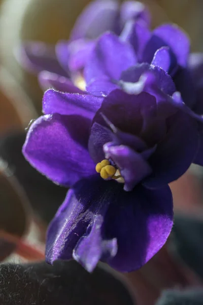 Lilac Flowers African Violets Potted Plant — Zdjęcie stockowe