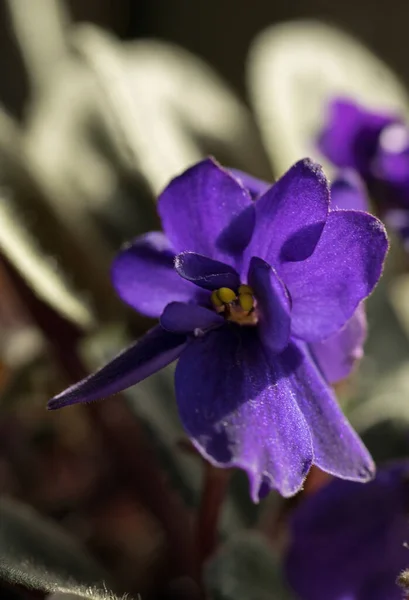 Fleurs Lilas Violettes Africaines Plante Pot — Photo