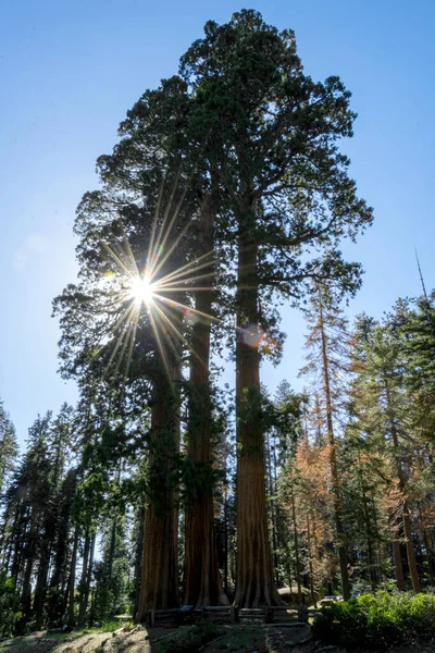Sequoia Ulusal Parkı Kaliforniya Sentinel Ağacı — Stok fotoğraf