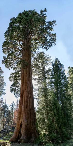 カリフォルニア州セコイア国立公園のセコイアセンティネルの木 — ストック写真