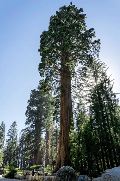 Sequoia Ulusal Parkı Kaliforniya Sentinel Ağacı — Stok fotoğraf