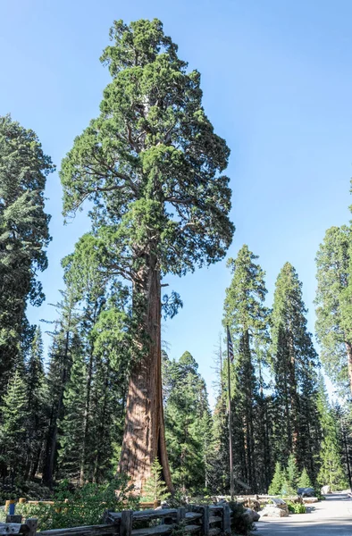 Sequoia Ulusal Parkı Kaliforniya Sentinel Ağacı — Stok fotoğraf
