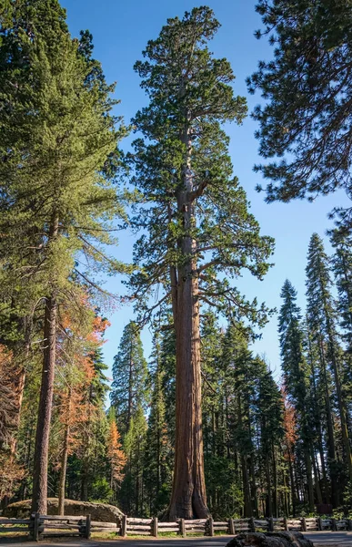 Nehir Kaliforniya Abd Haziran 2019 Sequoia Ulusal Parkı Abd Deki — Stok fotoğraf