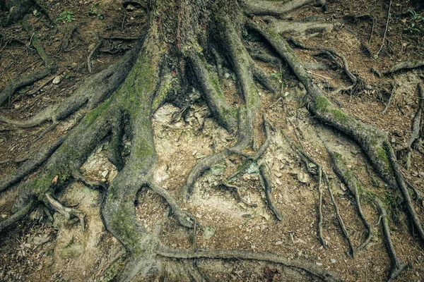 Egy Öreg Szilfa Gyökerei Erdőtáj — Stock Fotó