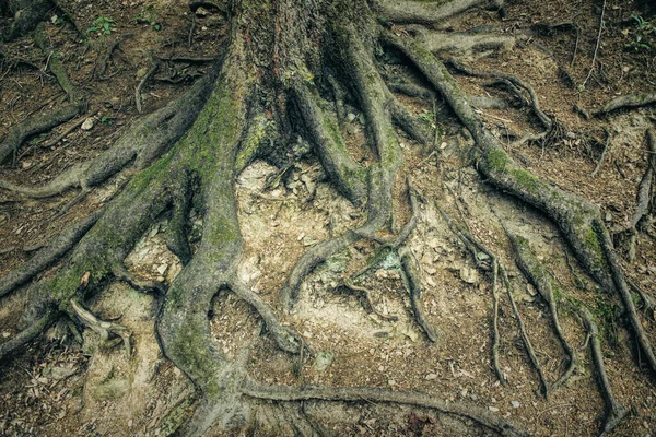 Raíces Olmo Viejo Bosque Paisaje —  Fotos de Stock