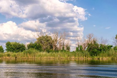 Louisiana, ABD 'deki bir nehrin bataklık kıyısındaki sazlıklar.