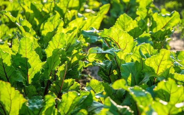 Buntes Blattgemüse Rote Bete Mangold — Stockfoto